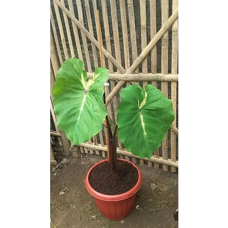 colocasia white lava
