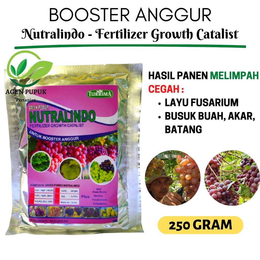 Booster Anggur Berbuah Diluar Musim, Pupuk Anggur 250 gram Perangsang Bunga Buah Anggur