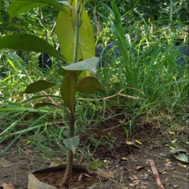 Bibit manggis asli sambung pucuk cepat berbuah