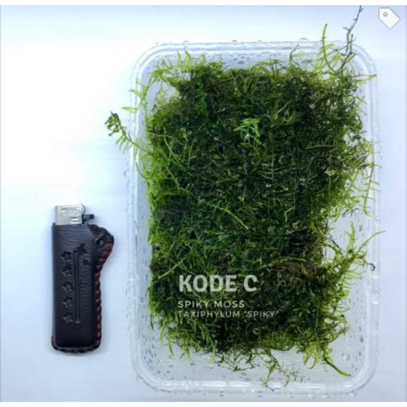 Java Moss dan Spiky Moss