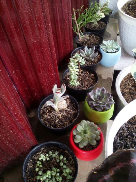 Sukulen Murah Dan Hemat Dengan Berbagai Macam Variant Sudah Termasuk Pot 10cm