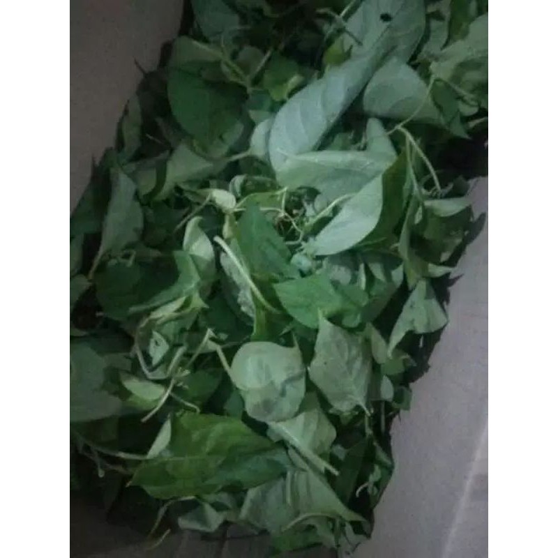 Daun kentut | Daun simbukan 100 gram