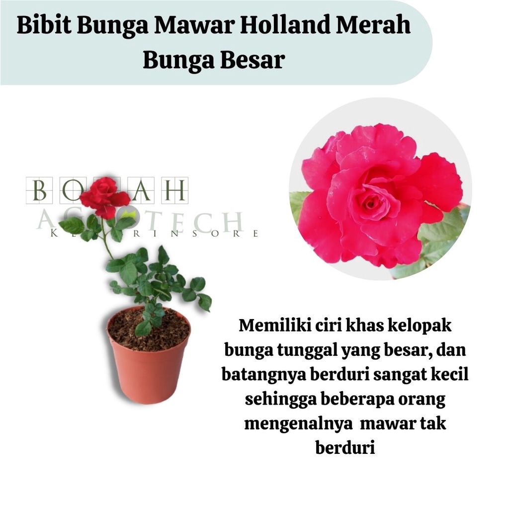 Bibit Tanaman Hias Bunga Mawar Holland Merah Bunga Besar