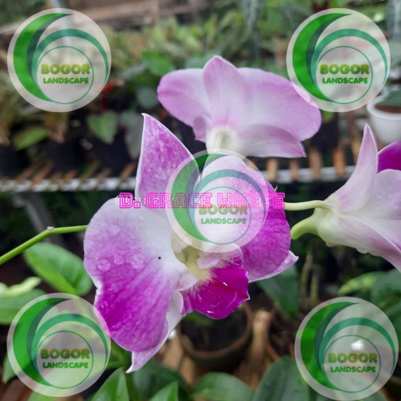 TANAMAN hias anggrek dendrobium grace white/bukan perbatang/sudah knop