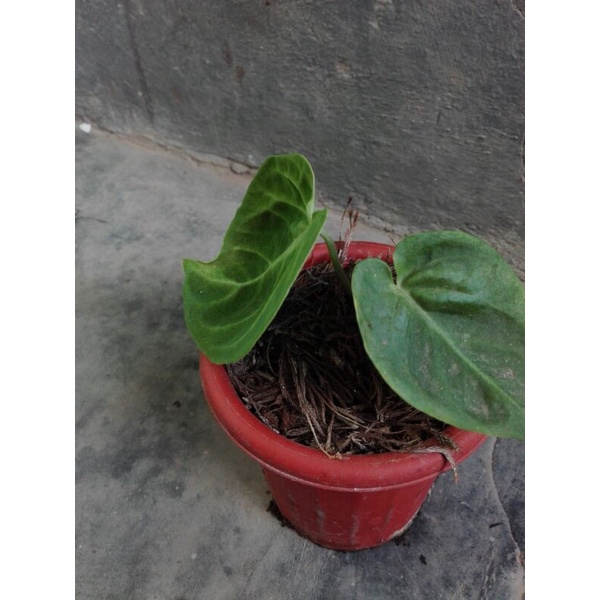 Kuping Gajah Mangkok hybrid