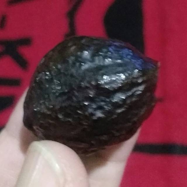 Kemiri Adu Muncang Adu Yanti Denpom Ori Matang