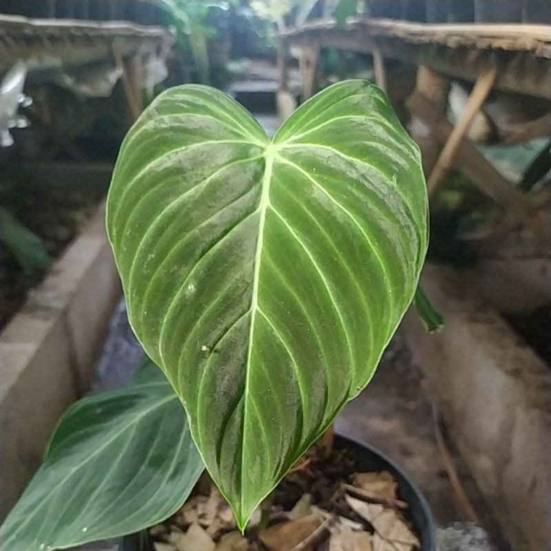 tanaman hias philodendron Splendid || philodendron Splendid