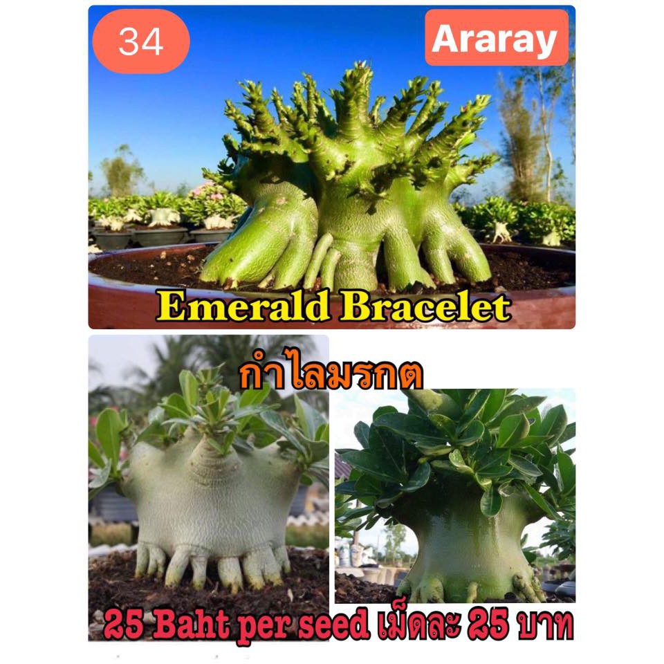 Benih Biji Adenium Emerald Brecelet Import Thailand