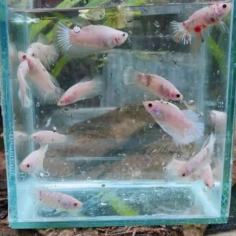 TERMURAH , IKAN CUPANG BAHANAN CELLO LINE KOI NEMO FANCY DLL