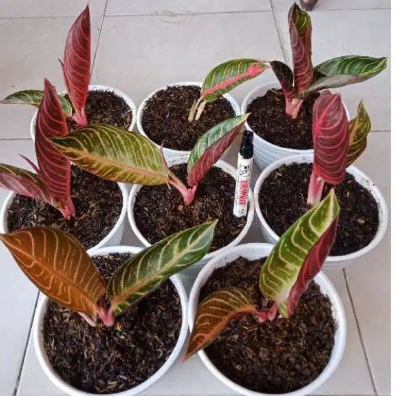 BUNGA AGLAONEMA ANAKAN RED SUMATRA || RED SUMATRA AGLO