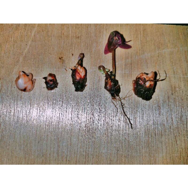 Tanaman Hias Semanggi Unggu Bibit Bunga Semanggi Ungu Bibit Semanggi Unggu