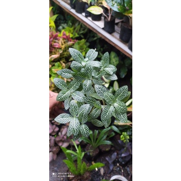 (BISA COD) Fittonia mini import / pitonia / tanaman hias mutiara putih