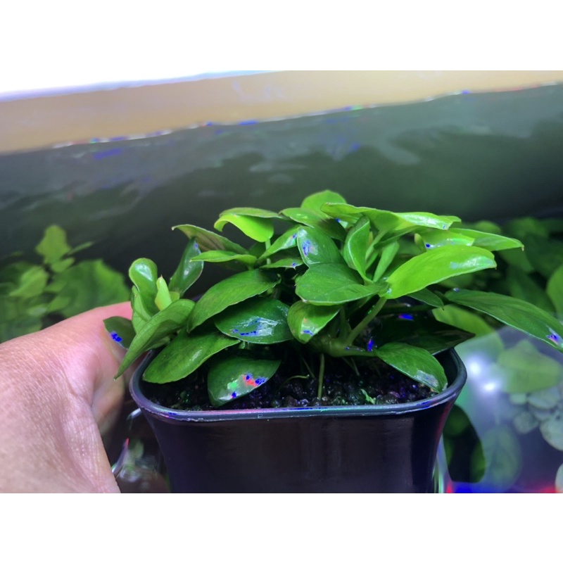 Anubias Pinto OON