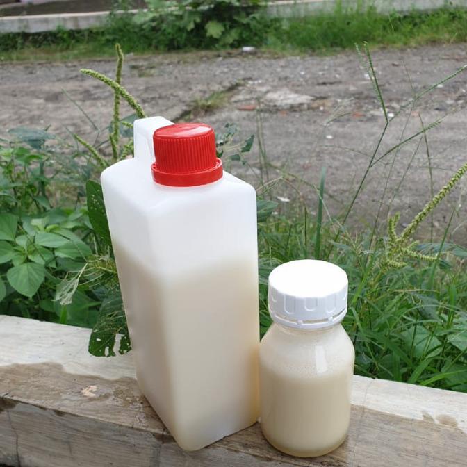 

TERBARU MADU KELANCENG PUTIHP 1KG DISCOUNT