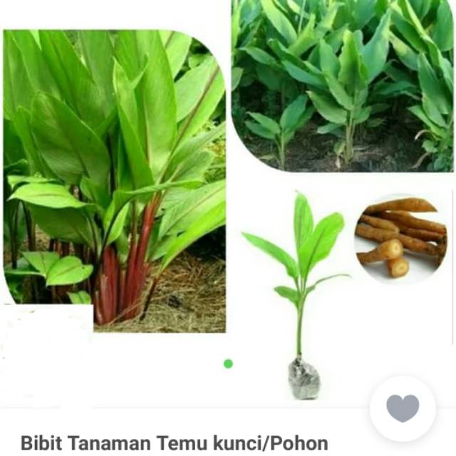 Tanaman Temu Kunci, Herbal Temu Kunci, Pohon Temu Kunci