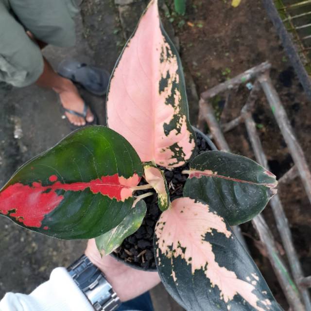 TANAMAN HIAS AGLONEMA MUTASI TERLANGKA