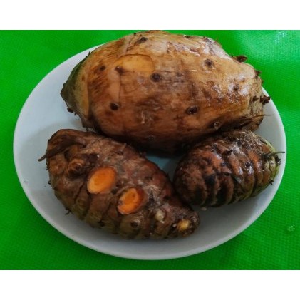 

BIANG KUNYIT BESAR