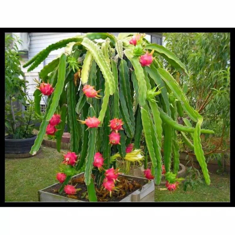 20 Benih/Bibit/ Biji Buah Naga Merah Besar