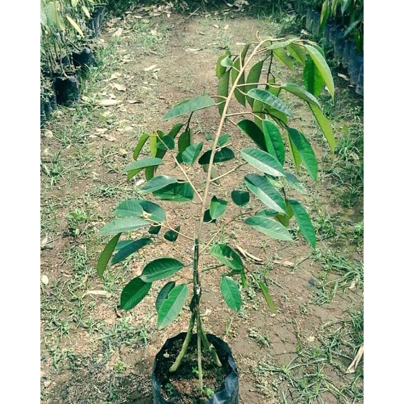 Bibit durian bawor kaki 3 super