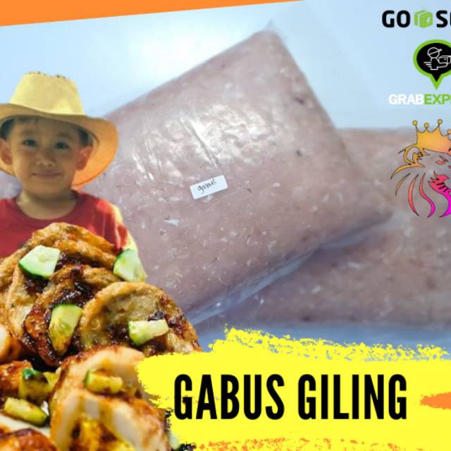 

IKAN GABUS GILING ( GABUS RAWA )