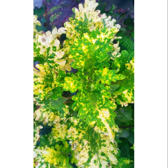 miana hijau bercak putih