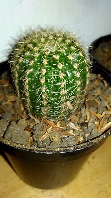 Kaktus Dan Sekulen ( Minimal 30 Packs )