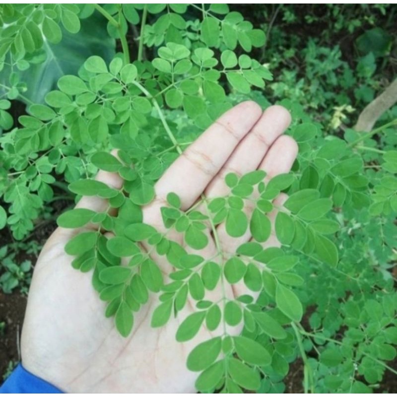 

Daun Kelor Segar