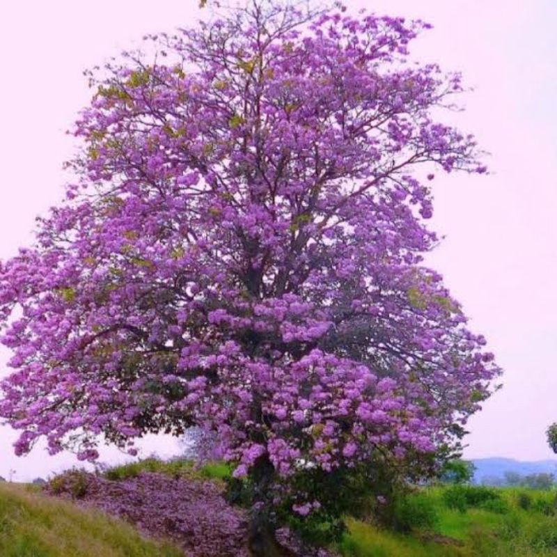 Bibit pohon Tabebuya ungu/Pohon pelindung Tabebuya