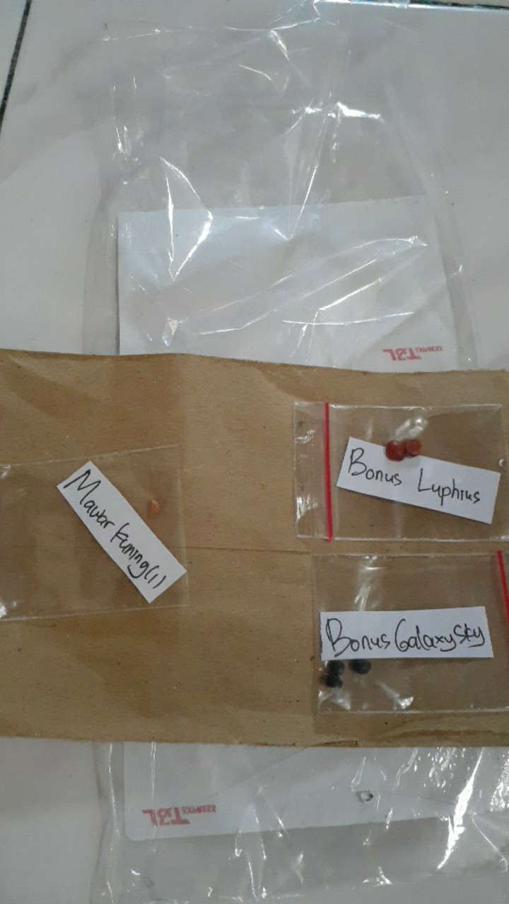 (benih) Biji Bunga Mawar Kuning Cantik Langka