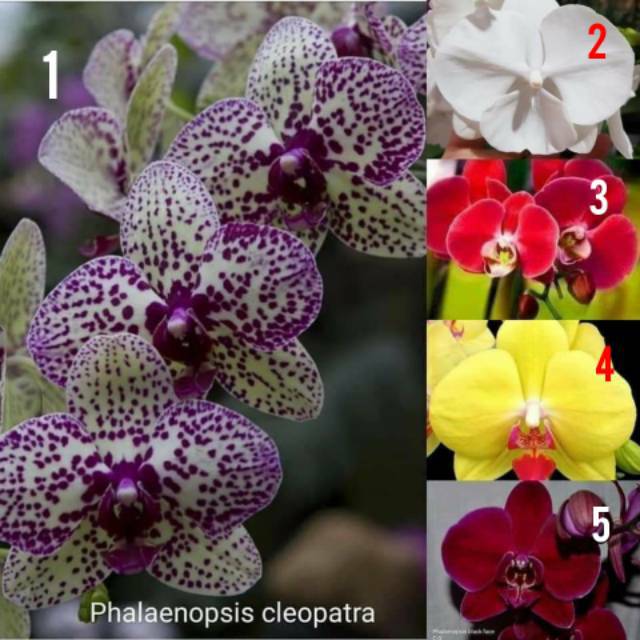 Anggrek bulan seedling