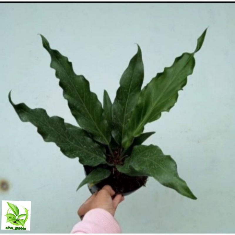 Tanaman Hias Anthurium Gelombang  Cinta Pohon Anthurium Gelombang Cinta