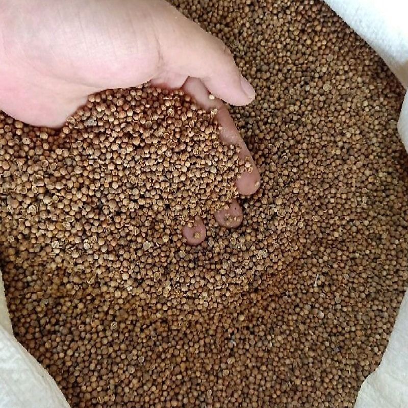 

KETUMBAR HITAM ASLI MURNI PREMIUM 1KG UNTUK TEH KESEHATAN