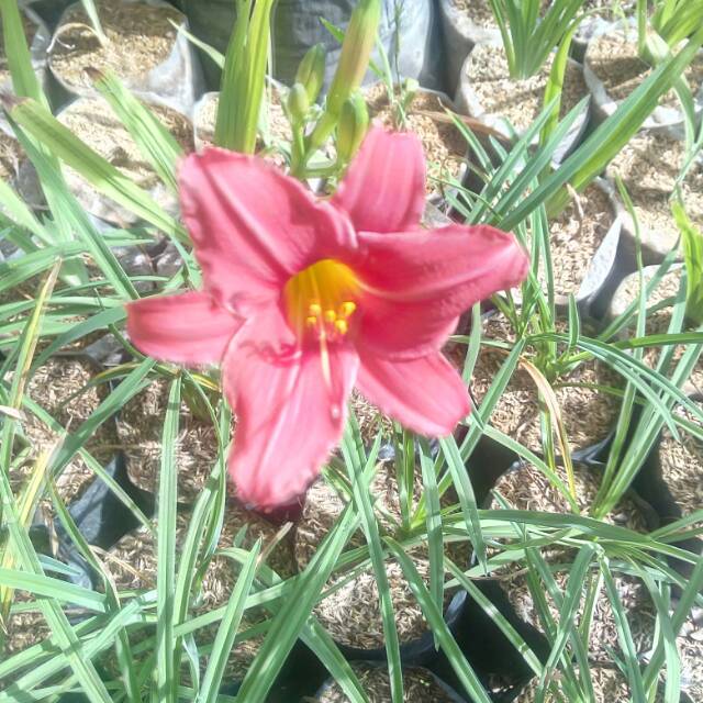 tanaman hias Bunga lili warna merah