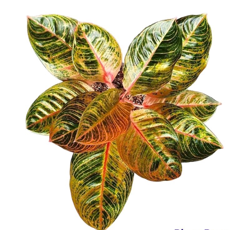 aglonema kresna golden