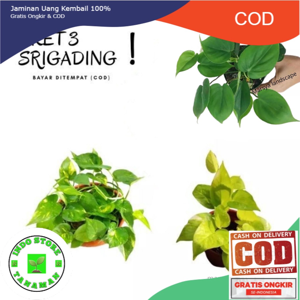 paket 3 jenis tanaman gantung srigading hijay-kuning-brazil/ tanaman gantung sirih gading (tanaman h