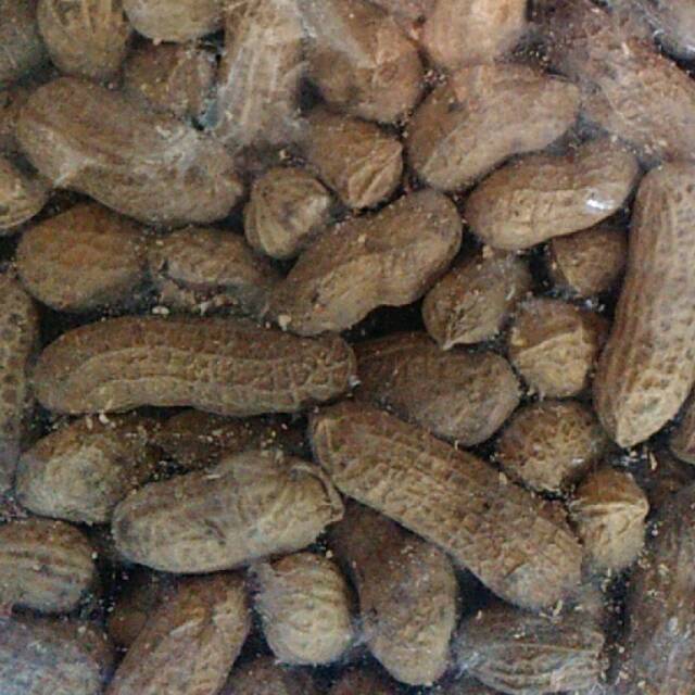 

Kacang kulit 1kg