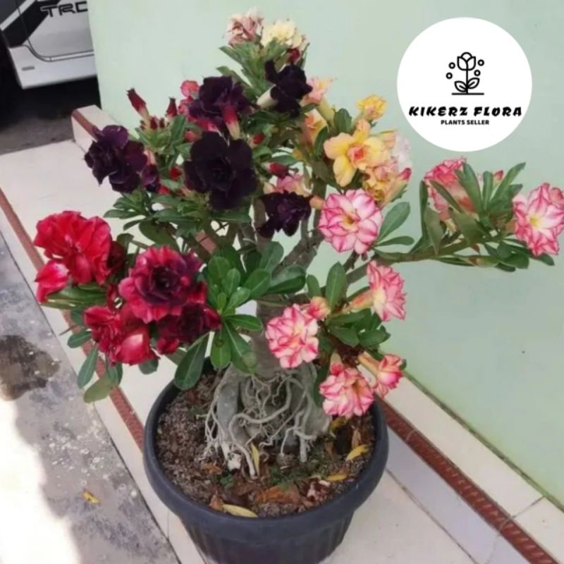 PROMO!!! TANAMAN HIAS ADENIUM KAMBOJA JEPANG BUNGA TUMPUK// RAINBOW