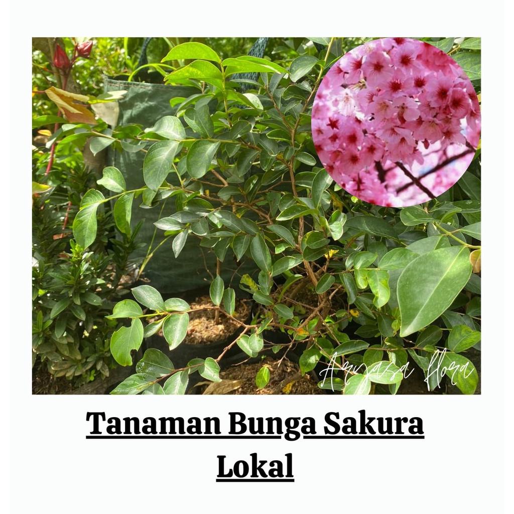 Bibit Sakura Lokal (Bangkok)/Tanaman Bunga Sakura Lokal