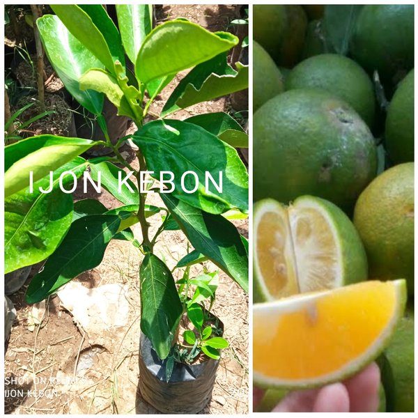 LAGI VIRAALL bibit tanaman buah jeruk baby bayi TOP MARKOTOP