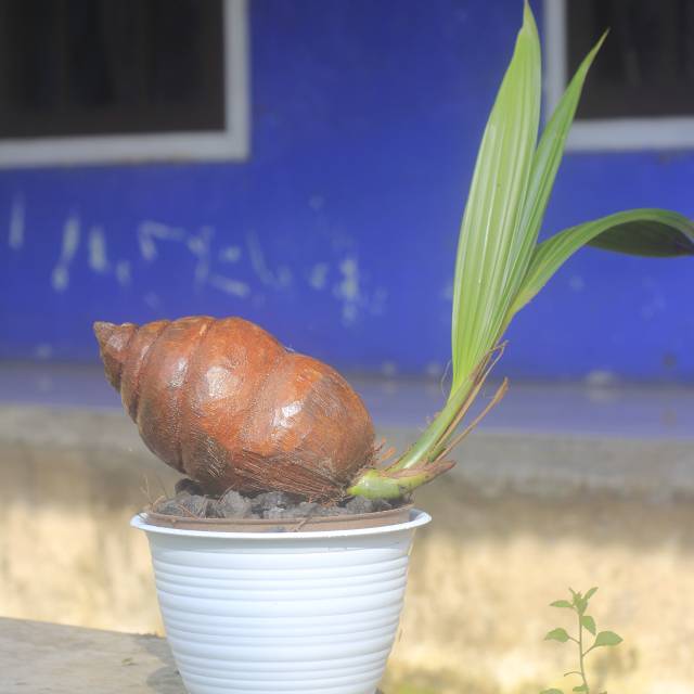 Bonsai Kelapa Bentuk Hewan Cahunit Com