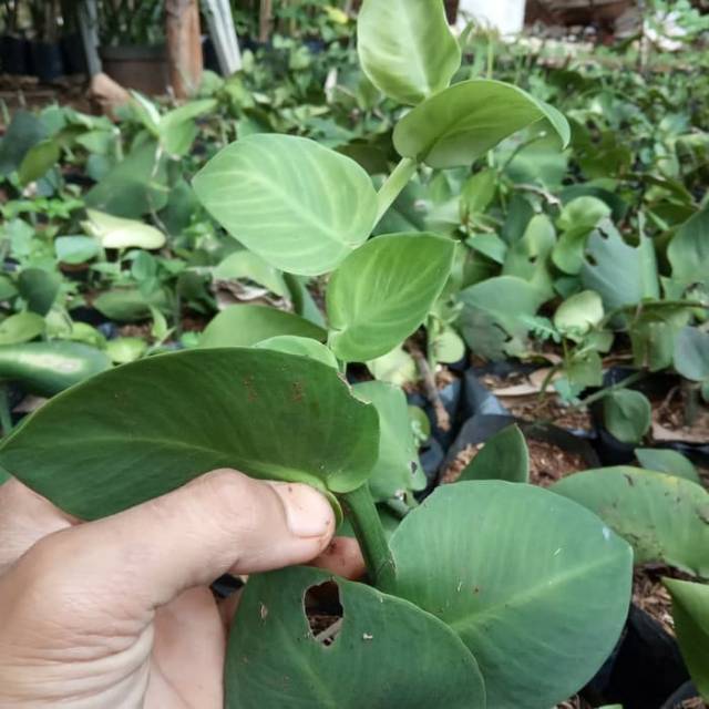 Tanaman rambat dolar daun besar - pohon rambat dolar - pohon pagar - dolar daun besar - pohon dolar