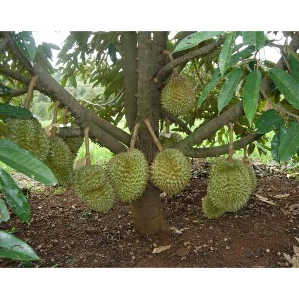 Download 570 Gambar Durian Musang King Original Keren Gratis HD