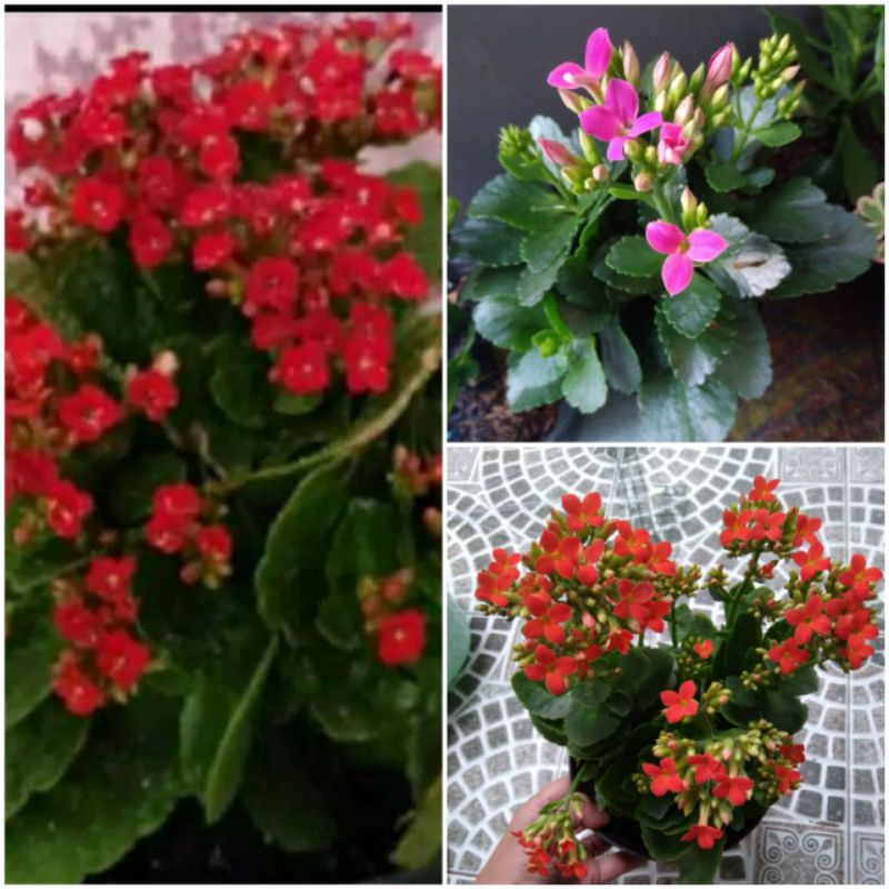paket 3 tanaman cocor bebek (merah,orange,ungu)