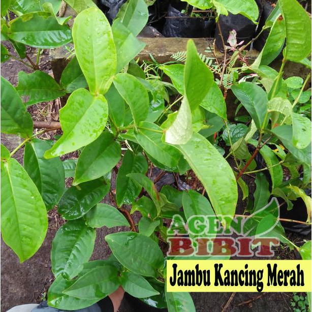 s1p Bibit Jambu Air - Jambu Air Merah - Pohon Jambu Air Kancing Merah dm”
