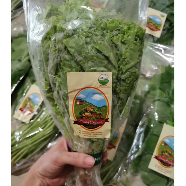 

Selada Keriting Organik || Curly Lettuce || 200gr || Sayuran Organik