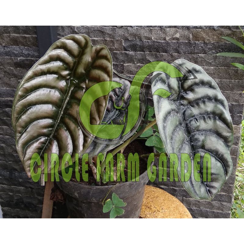 tanaman alocasia cuprea red dragon