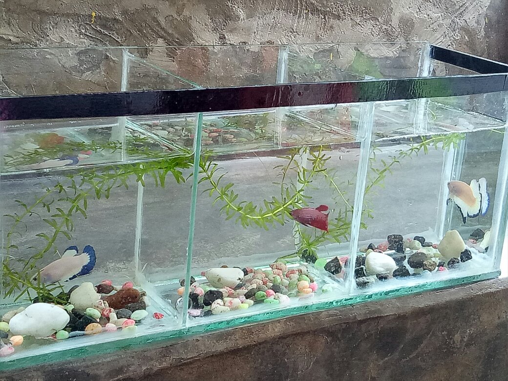 Terpal Kolam Ikan Type A12 Ukuran (50×50×25)