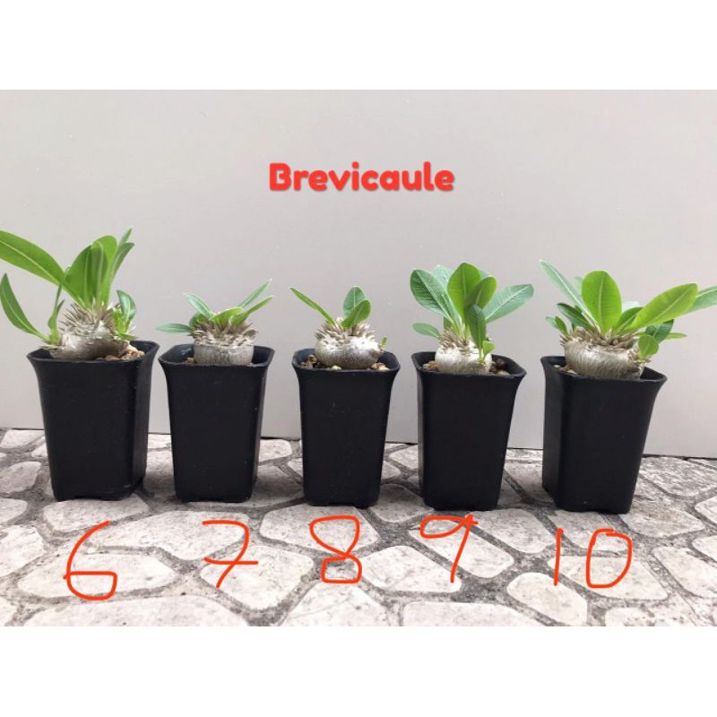Pachypodium Brevicaule Rare Item Unik Import