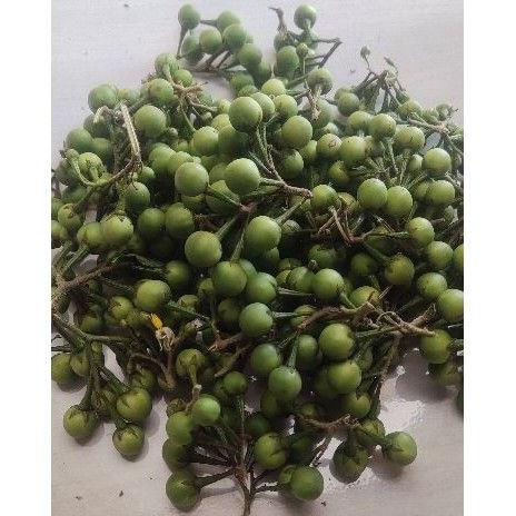 

jual buah cipokak/tekokak segar paket hemat 250 grm