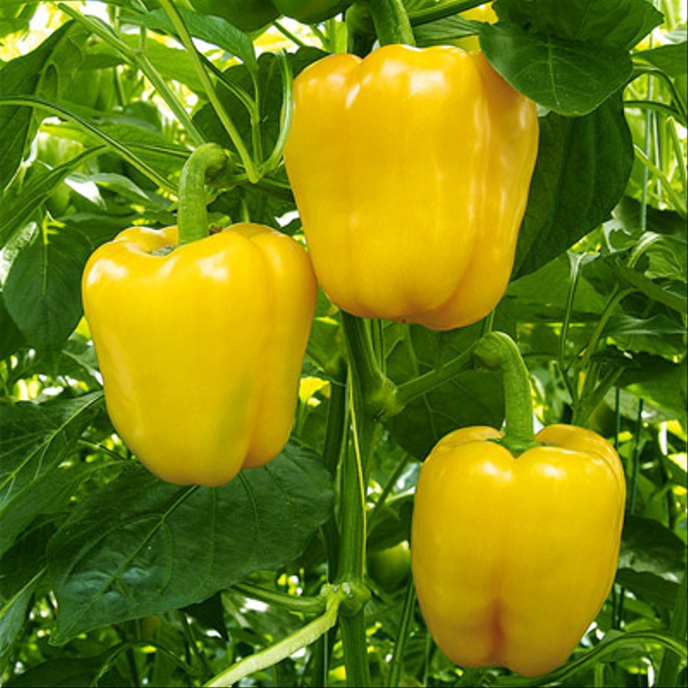 4 Bibit Paprika Kuning F1 Golden Star Sayuran Benih Unggul Known You Seed Tanaman Sayur Seribuan